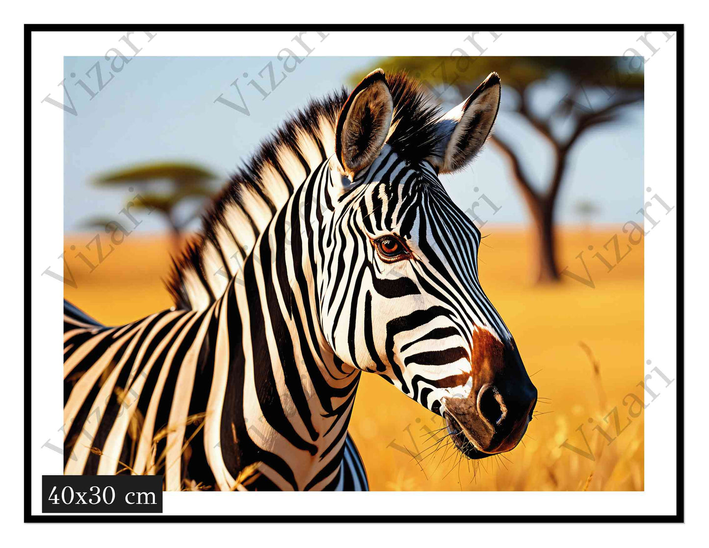 Plakat Zebra